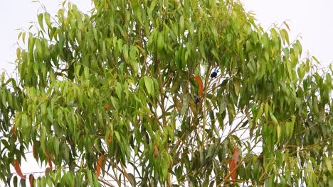 Tropische-Vögel-Mit-Blauen-Kappen-Fliegen-In-Den-Baumkronen-Davon,-Vogelbeobachtung-In-Kolumbien