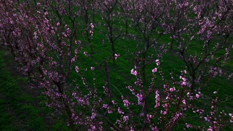 Vista-Panorámica-Del-Huerto-Frutal-Con-Hileras-De-Albaricoqueros-En-Flor