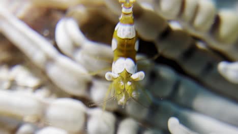 Close-up-of-a-colorful-anemone-shrimp-in-Palawan,-Busuanga