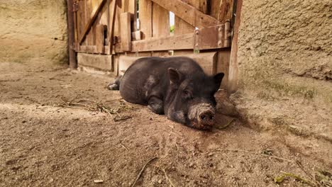 Push-in-shot-of-a-Black-pig-lying-on-dirt-resting-in-the-shade,-Slow-motion,-Alentejo