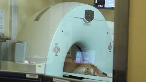 Dog-lies-on-the-table-and-is-slid-into-a-CT-scanner,-veterinary-radiology