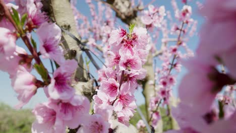 close-up-bee-drink-nectar-Pink-Cherry-flowers-on-branches-Spring