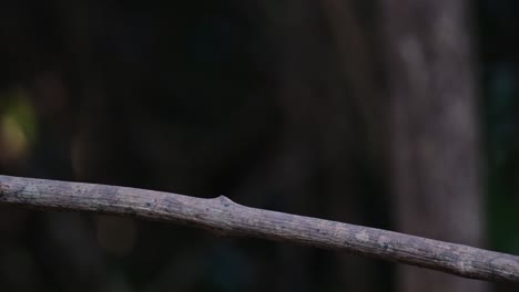 Sitzt-Auf-Einer-Rebe-Und-Fliegt-Dann-Weg,-Als-Ein-Kleiner-Halsband-Lachsänger-Garrulax-Monileger-Kam,-Um-Ihn-Zu-Erschrecken,-Indochinesischer-Blauschnäpper-Cyornis-Sumatrensis,-Männlich,-Thailand