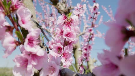 Close-up-shot-beautiful-peach-tree-flowers-blossom-on-a-sunny-spring-day-against-blue-sky-Sakura-almond-peach