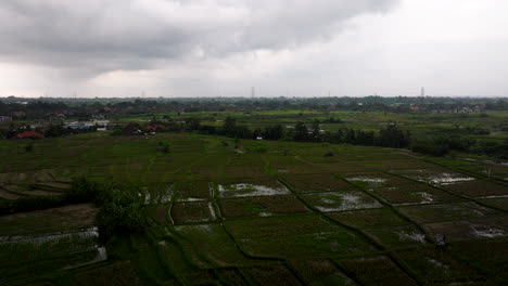 Panoramic-View-Of-Cultivated-Paddy-Fields-On-A-Cloudy-Day-In-Bali,-Indonesia