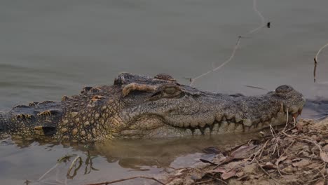 Very-capture-while-the-camera-zooms-out,-Siamese-crocodile-Crocodylus-siamensis,-critically-endangered,-Thailand