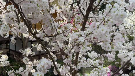 Blooming-and-captivating-view-of-the-White-Sakura-cherry-blossom-flowers