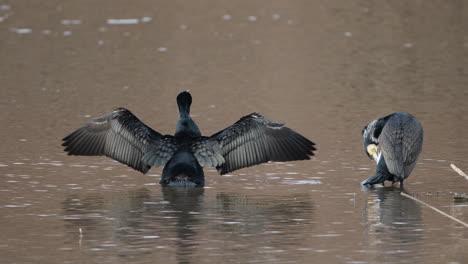 Two-Adult-Great-Cormorants-Birds-Preen-Feathers-and-Drying-Wings-Perched-in-Shallow-Lake-Water