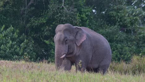 Nach-Links-Gerichtet,-Während-Die-Kamera-Herauszoomt,-Während-Er-Mit-Den-Ohren-Schlägt-Und-Einige-Mineralien-Vom-Boden-Frisst,-Indischer-Elefant-Elephas-Maximus-Indicus,-Thailand