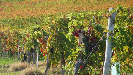 Weinberg-Im-Spätsommer-In-Der-Sonne-Und-Einer-Leichten-Brise,-Trauben