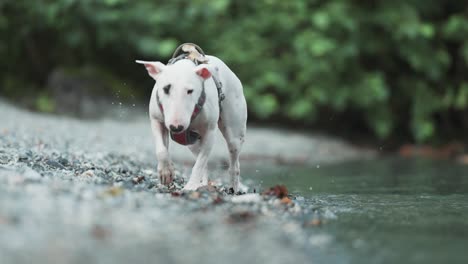 Ein-Junger-Miniatur-Bullterrier-Schüttelt-Sich-Das-Wasser-Ab,-Nachdem-Er-Im-See-Gespielt-Hat