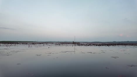 Lago-Songkhla-Cubierto-De-Nenúfares