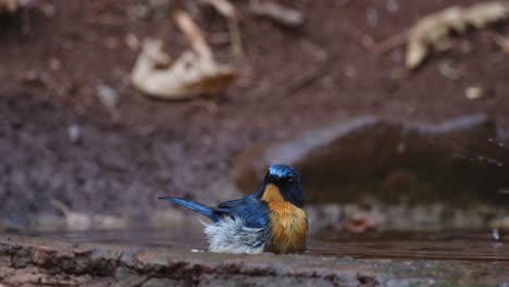 La-Cámara-Se-Aleja-Mientras-Este-Pájaro-Se-Baña-En-Lo-Profundo-Del-Bosque-Durante-El-Verano,-Papamoscas-Azul-Indochino-Cyornis-Sumatrensis,-Macho,-Tailandia