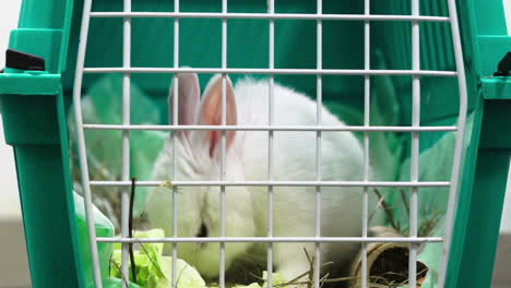 Rabbit-in-a-transport-box,-grooming-itself-and-looking-cute