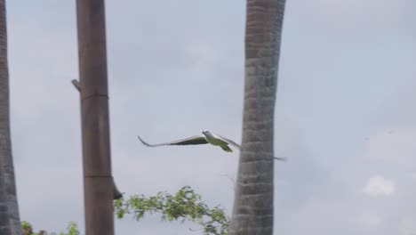 White-bellied-Sea-Eagle-Flying-In-Bali-Zoo,-Indonesia