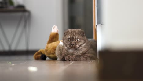 Wunderschöne-Scottish-Fold-Katze,-Die-Mit-Neugierigem-Verhalten-Auf-Dem-Boden-Liegt-Und-In-Die-Kamera-Schaut