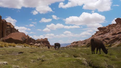 Llamas-grazing-in-Bolivian-highlands-under-blue-sky,-wide-shot