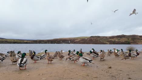 Wild-ducks-on-the-bank-of-a-large-lake-on-the-Yorkshire-Moors-England