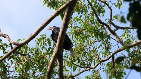 Visto-Desde-Abajo-Mirando-Alrededor,-Cálao-Envuelto-Rhyticeros-Undulatus-Macho-hembra,-Tailandia