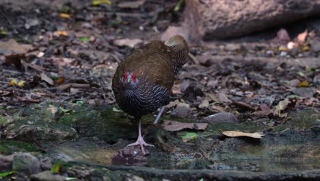 Visto-Bebiendo-Agua-Mientras-La-Cámara-Se-Aleja-En-Lo-Profundo-Del-Bosque,-Kalij-Faisán-Lophura-Leucomelanos,-Hembra,-Tailandia