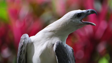 Mirando-Hacia-La-Derecha-Mientras-Chirría-Con-Tanta-Fuerza-Al-Abrir-La-Boca,-águila-Marina-De-Vientre-Blanco-Haliaeetus-Leucogaster,-Filipinas