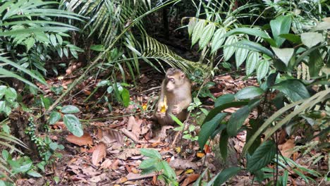 Pigtail-Macaque-in-natural-tropical-habitat-enjoying-food