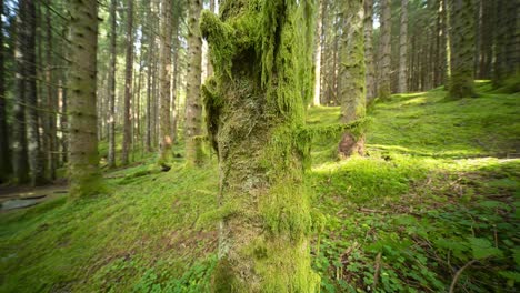 Hanging-moss-covers-tree-trunks-of-old-pine-trees