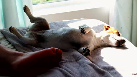 Relaxed-pet-Jack-Russell-doggy-with-legs-up-in-the-air-sound-asleep-in-sun-at-bottom-of-bed-near-feet-of-its-owner