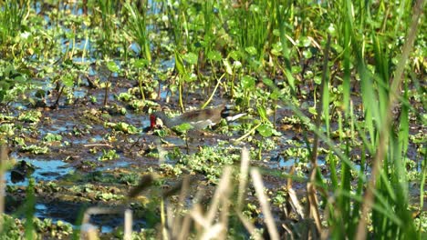 Common-gallinule-eating-among-reeds-and-pennywort-dollarweed-in-Florida-wetlands-4k