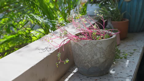 Tarro-De-Planta-Tomando-El-Sol-En-El-Balcón