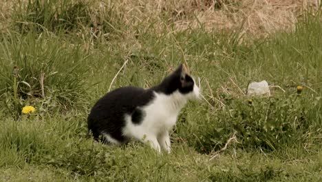 Black-and-white-cat-attacking-a-fly-while-standing-in-the-yard-on-the-green-grass