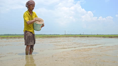 A-rural-male-farmer-spreading-paddy-seeds-in-the-cultivated-area