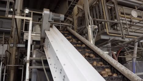 The-potatoes-are-moving-on-a-conveyor-at-factory