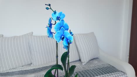 Blue-Flowers,-Blue-Orchid,-Flower-In-A-Pot
