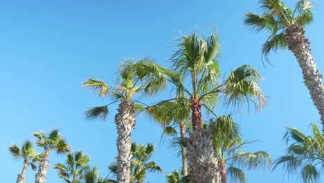 Baumelnde-Und-Sich-Bewegende-Blätter-Von-Palmen-In-Einem-Tropischen,-Sonnigen-Urlaubsziel,-Blauer-Himmel