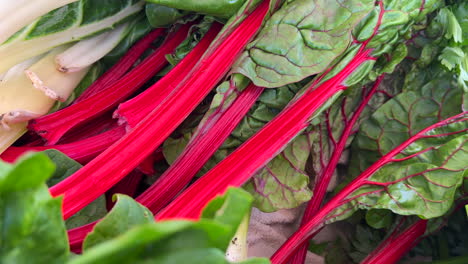 Fresh-organic-rhubarb-for-sale-at-a-local-farmers-market-in-Marbella-Spain,-healthy-bio-vegetables,-4K-shot