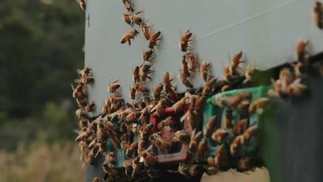 Abejas-Melíferas-Entrando-A-La-Colmena-De-Miel