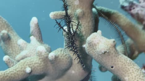 Underwater-view-of-an-Ornate-Ghost-Pipefish-camouflaged-among-coral-in-Palawan,-close-up