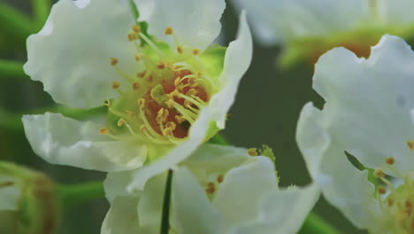 Flor-De-Cerezo-De-Pájaro-En-Primer-Plano-En-Primavera