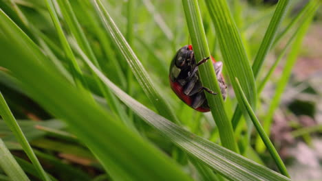 Ladybird-holding-onto-grass-outside