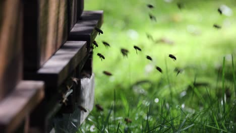 Abejas-Melíferas-En-La-Colmena-En-Primavera-En-Sauerland.