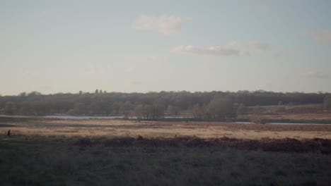 Eine-Weite-Landschaft-Mit-Blauem-Himmel-An-Einem-Hellen,-Kalten-Winternachmittag-Im-Richmond-Park,-Großbritannien