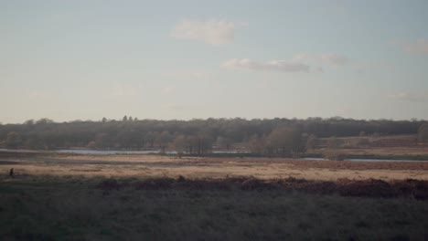 A-vast-landscape-with-blue-skies-on-a-bright-cold-winter-afternoon-in-Richmond-Park,-United-Kingdom