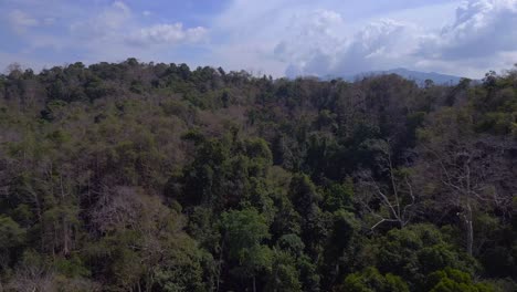 Mangroven-Wald-Ansicht-üppiges-Grün-Bewölkter-Himmel