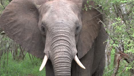 Elephant-standing-in-dense-Kruger-National-Park-bush-then-moves-backwards-away-from-the-camera-revealing-its-size,-South-Africa