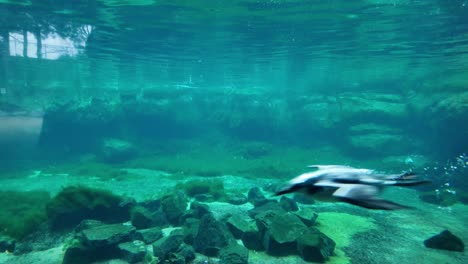 Seabirds-Flying-Underwater-In-Aquarium.-handheld-shot