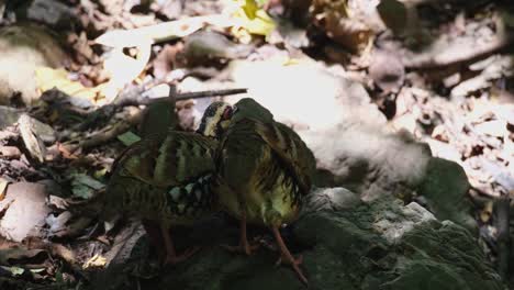 Two-individuals-seen-feeding-under-the-shade-of-the-forest-and-the-one-on-the-left-moves-away,-Bar-backed-Partridge-Arborophila-brunneopectus,-Thailand