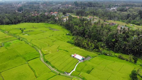 Vogelperspektive-Der-Wunderschönen-Reisfelder-Von-Bali,-Indonesien