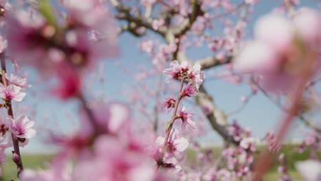 Hermoso-Sakura-Rosa-Flor-De-Cerezo-Pétalos-De-Flores-Temporada-De-Primavera-Azul-Cielo-Claro-Inclinar-Hacia-Arriba