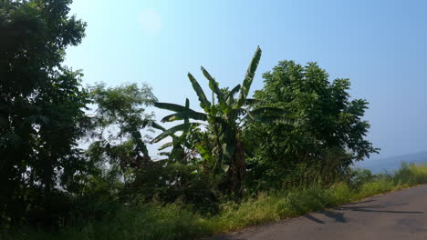 POV-Aufnahme-Einer-Fahrt-Vorbei-An-Bananenstauden-An-Der-Küste-Von-Sao-Tome,-Sonniges-Afrika
